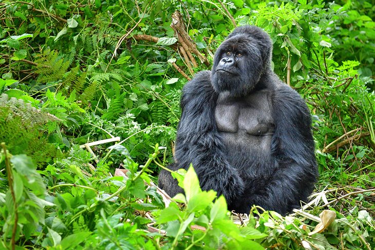 Gorillas In Bwindi