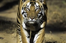 Golden Triangle with Tigers