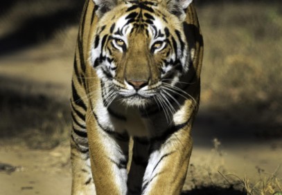Golden Triangle with Tigers