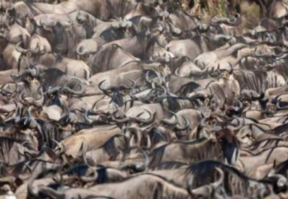 3 Day Masai Mara Group Budget Camping Safari