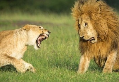 5 Day Masai Mara, Nakuru, Naivasha Budget Camping Safari