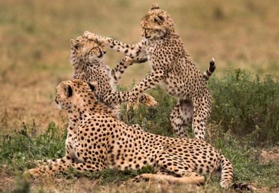 7-Day Southern Tanzania Safari in Ruaha, Mikumi & Selous