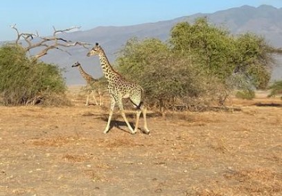 5 Days Tanzania Mid Range Safari Tour