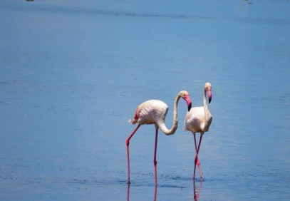 5-Day Traverse Northern Tanzania Lodge Safari