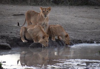3-Day Safari Northern Tanzania National Parks