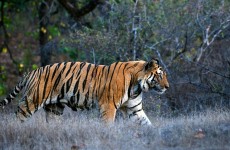 India Tiger Photography Tour