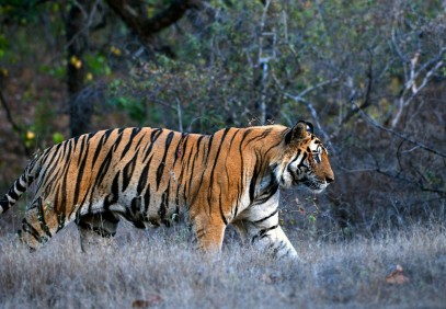 India Tiger Photography Tour