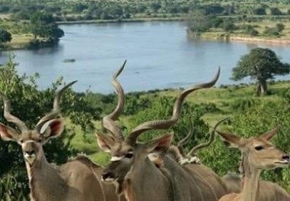 7-Day Southern Tanzania Safari