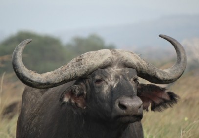 3-Day Mikumi National Park Safari