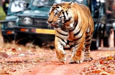 10-Day Rajasthan and Wildlife Safari