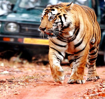 Ranthambore National Park