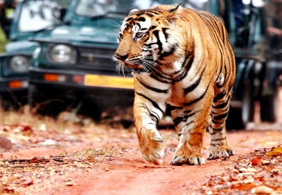 10-Day Rajasthan and Wildlife Safari