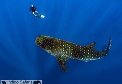 Escorted Whale Shark Scuba Special