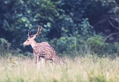 5-Day Bardia National Park Safari