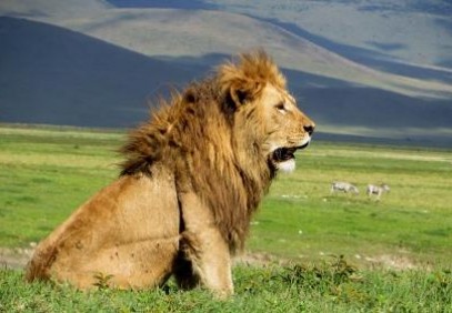 4-Day Ngorongoro & Serengeti Safari