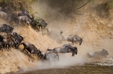 8-Day Explore The Wild Safari Tanzania