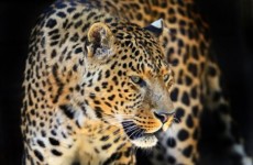 10-Day Leopard Safari with Wild Bush Camping