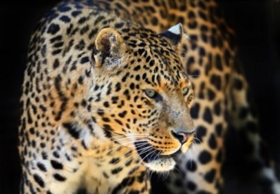 10-Day Leopard Safari with Wild Bush Camping
