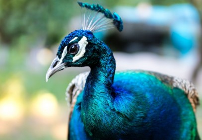 36-Day Birding Sanctuary Safari in Sri Lanka