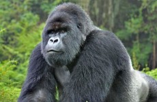 3 Days Uganda Gorilla Safari