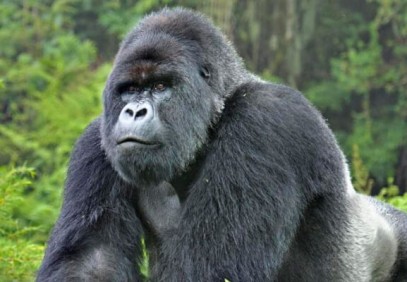 3 Days Uganda Gorilla Safari