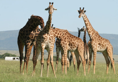 2-Day Amboseli Safari