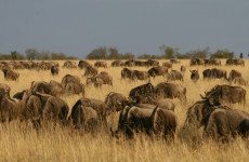 4-Day Lake Nakuru & Maasai Mara Safari