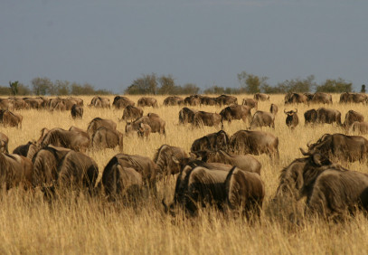 4-Day Lake Nakuru & Maasai Mara Safari