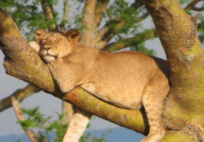 10-Day The Great Uganda Gorillas and Primates