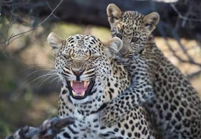 6-Day Northern Tanzania Safari