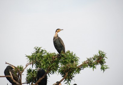 10 Days Discover Gorillas, Wildlife, Nature & Birds