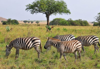 15 Days The Marvel of an African Safari