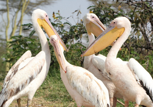 Birds At Lake Naivasha
