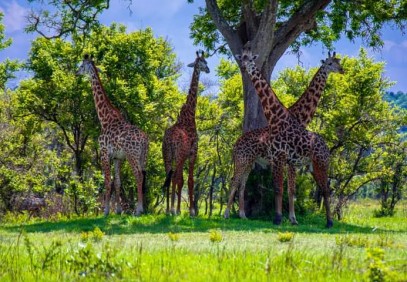 6 Days Northern Circuit Tanzania Safari