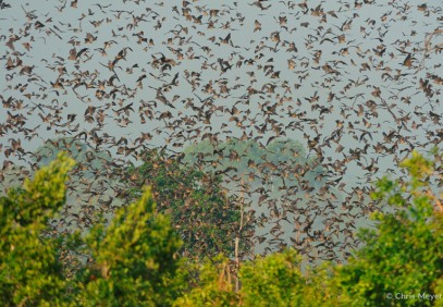 6 Days Bat Migration Safari in Kasanka National Park