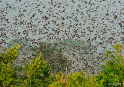 6 Days Bat Migration Safari in Kasanka National Park