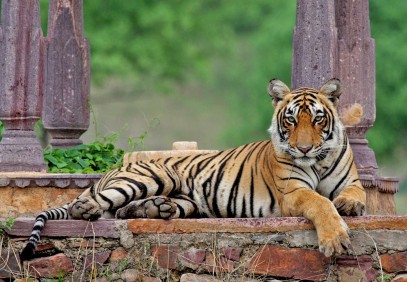 10-Day Golden Triangle Tour with Jungle Safari