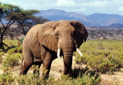 6-Day Kenya National Parks