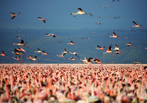 Sarova Lion Hill Game Lodge Flamingoes 1