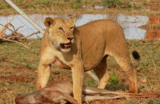9-Day Kenya Safari Experience