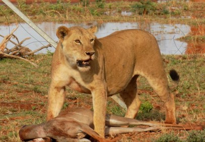 9-Day Kenya Safari Experience