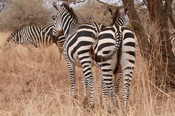 Safari Deal Parks Tarangire 01