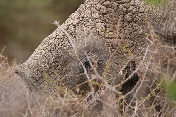 Safari Deal Parks Tarangire 02