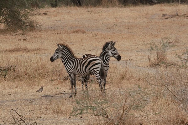Safari Deal Parks Tarangire 03