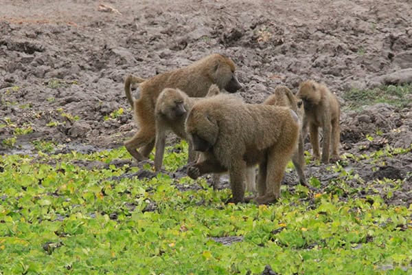 Safari Deal Parks Tarangire 04