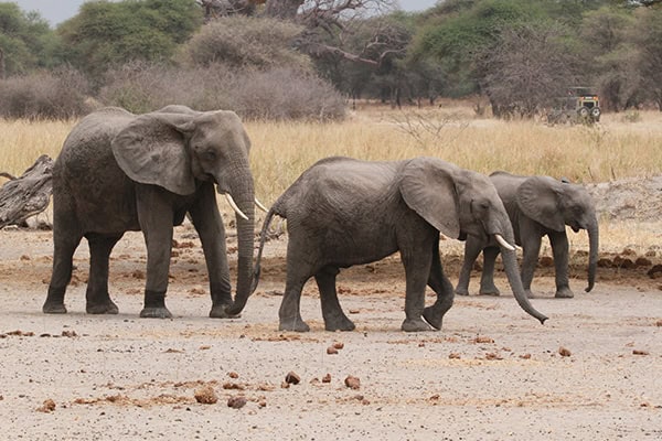 Safari Deal Parks Tarangire 05