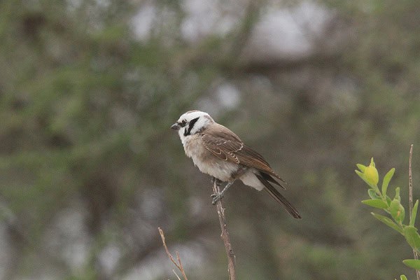 Safari Deal Parks Tarangire 06