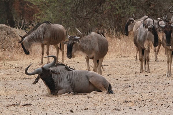 Safari Deal Parks Tarangire 07
