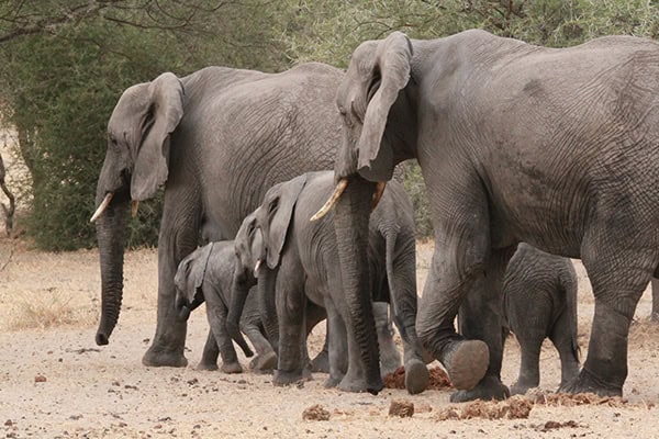 Safari Deal Parks Tarangire 08
