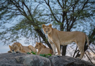 7-Day Camping Safari